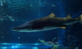 Tropicarium